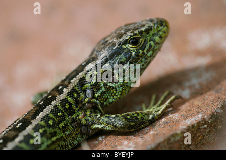 Male sand lizard, Lacerta agilis, in mating colours, Dorset, UK Stock Photo