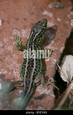 Male sand lizard, Lacerta agilis, in mating colours, Dorset, UK Stock Photo