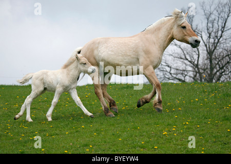 Stute mit Fohlen / mare with foal Stock Photo