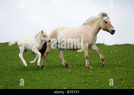 Stute mit Fohlen / mare with foal Stock Photo