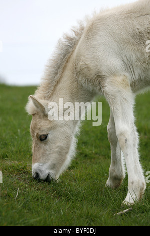 Fjordpferd Fohlen / foal Stock Photo