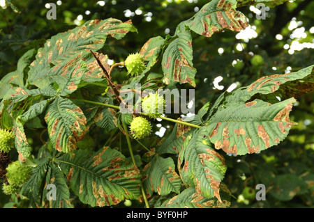 Horse chestnut tree damaged by moth caterpillars Stock Photo
