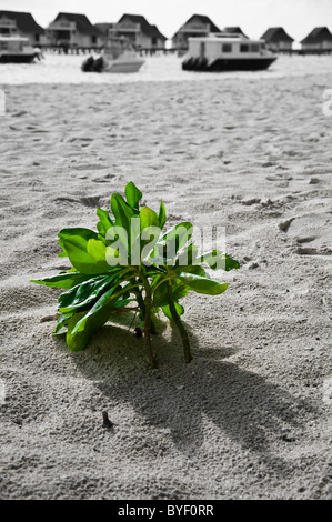 grand centara island maldives white sands blue sky turquoise sea ...