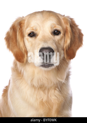 golden retriever head shot studio Stock Photo