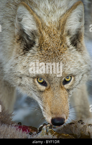 A close up image of an adult coyote feeding on the body of a dead baby Bighorn Sheep. Stock Photo