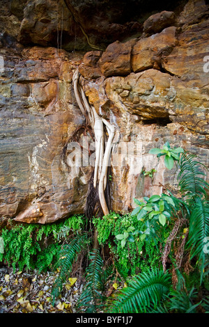 Tree roots growing through rock Stock Photo - Alamy