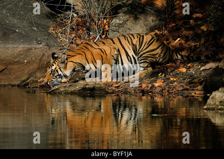 2-year-old female Bengal Tiger drinking water from a stream in bright light on a summer morning in Bandhavgarh Tiger Reserve Stock Photo