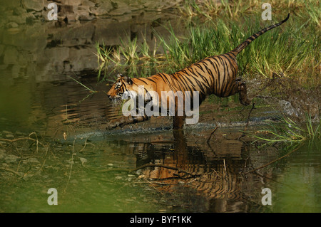 2-year-old Bengal Tiger female charging at deer from a lake in Ranthambhore Tiger Reserve, Rajasthan, India Stock Photo