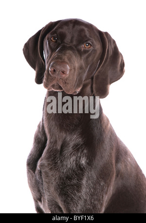 German Short-haired Pointer Dog Single Male Adult Head Portrait Studio Stock Photo
