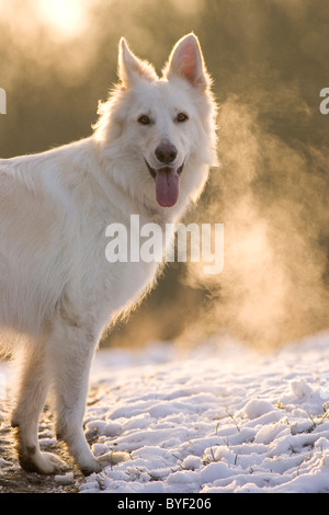 White German Shepherd in Snow Stock Photo