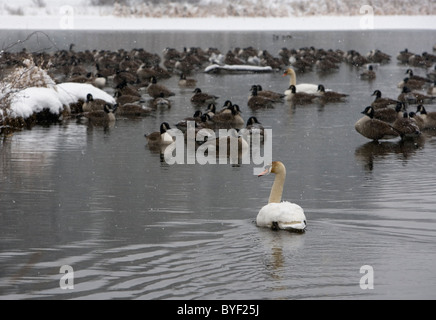 Swans, Canada geese, and ducks on a pond in winter. This pond is in New Jersey at Loantaka Brook Reservation in Morristown, NJ. Stock Photo