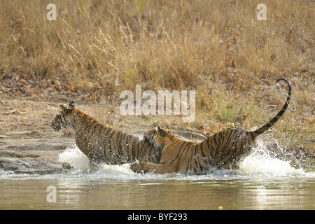 2-year-old Bengal Tiger sisters playing in water in Bandhavgarh Tiger Reserve, Madhya Pradesh, India Stock Photo