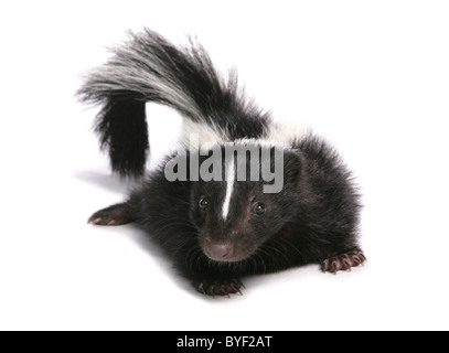 skunk baby in a studio Stock Photo