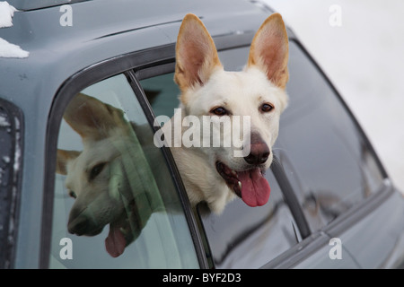 White German shepherd dog riding in car with head out car window Stock Photo