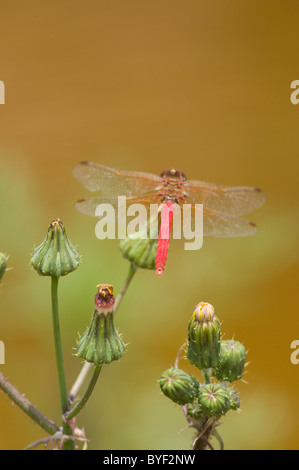 Photo of a Cardinal Meadowhawk male (Sympetrum illotum) from behind ...