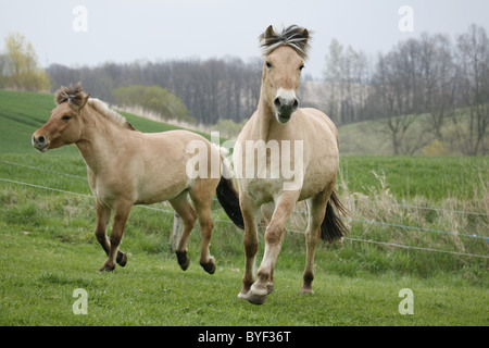 Fjordpferde Stock Photo