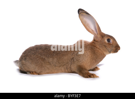 giant house rabbit sitting studio Stock Photo