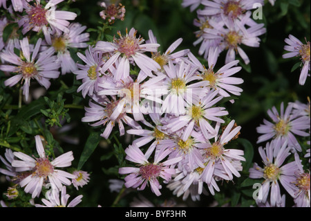 Aster 'Coombe Fishacre' Stock Photo