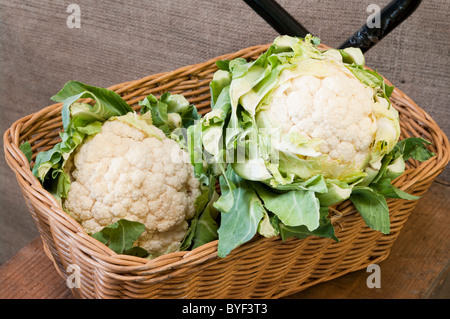 Basket Of Cauliflowers Stock Photo