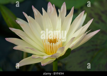 A Giant Water Lily (Victoria Amazonica) on the first day of opening at the Royal Botanic Gardens in Kew Stock Photo