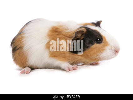 tri guinea pig standing studio Stock Photo