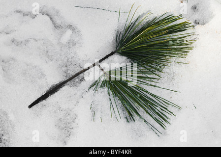Red Pine needles in a fresh bed of snow Pinus resinosa Stock Photo