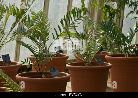 Potted ferns in the Palm House at the Royal Botanic Gardens in Kew Stock Photo