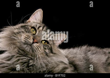 Sibirischer Kater / Siberian tomcat Stock Photo