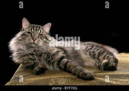 Sibirischer Kater / Siberian tomcat Stock Photo