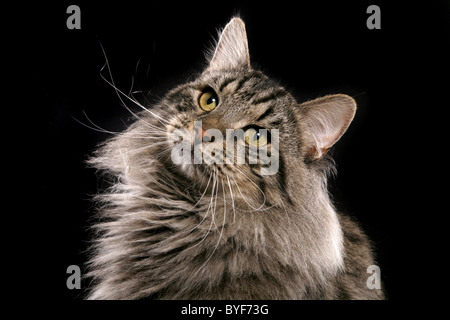 Sibirischer Kater / Siberian tomcat Stock Photo