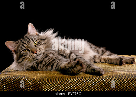 Sibirischer Kater / Siberian tomcat Stock Photo