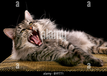 Sibirischer Kater / Siberian tomcat Stock Photo