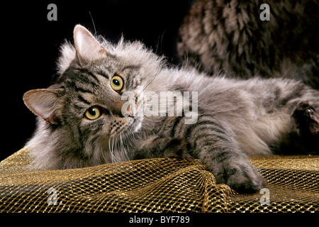 Sibirischer Kater / Siberian tomcat Stock Photo