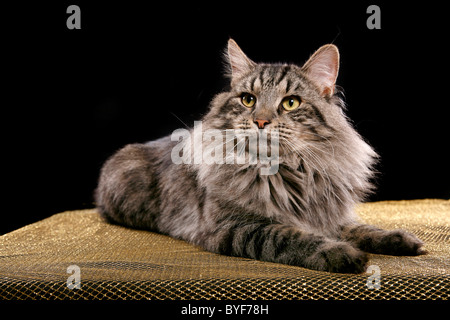 Sibirischer Kater / Siberian tomcat Stock Photo