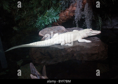 Albino alligator at the Georgia Aquarium, Atlanta Stock Photo