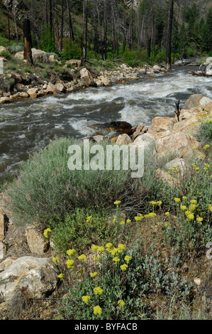 Panther Creek, Wildflowers, Salmon, Idaho Stock Photo