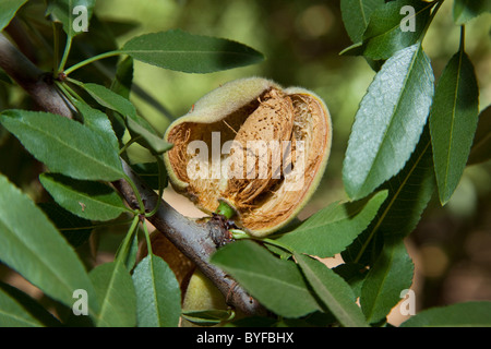 Closeup of a mature almond on the tree, still in the husk and ready to be shaken from the tree and harvested / California, USA. Stock Photo