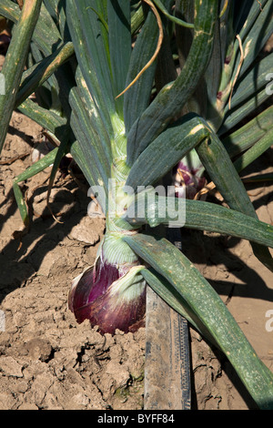 Agriculture - Closeup of a mature harvest ready red onion in the field / Salinas Valley, California, USA. Stock Photo