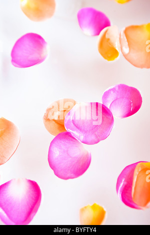 Petals on white background Stock Photo