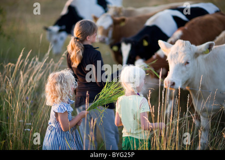 Three girls feeding cows Stock Photo