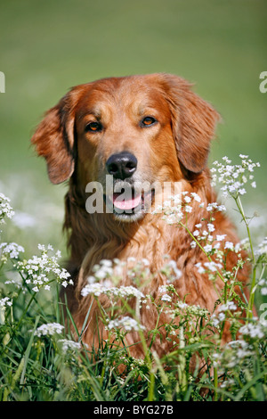 Hovawart-Mischling Stock Photo