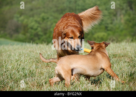 Hovawart-Mischling Stock Photo