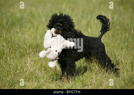 Pudel Dame / Poodle Stock Photo