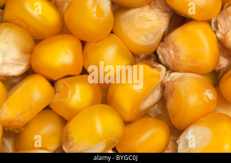Maize, Corn (Zea mays), kernels. Stock Photo
