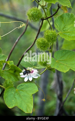 Galapagos passion flower, Passiflora foetida, being pollinated by Galapagos carpenter bee, Xylocopa darwini. Floreana, Galapagos Stock Photo