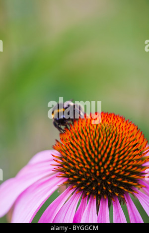 Extreme close up of bumblebee on flowers stem Stock Photo