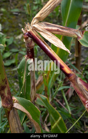 Maize, Corn (Zea mays). Stalk damaged by European Corn Borer (Ostrinia nubilalis). Stock Photo