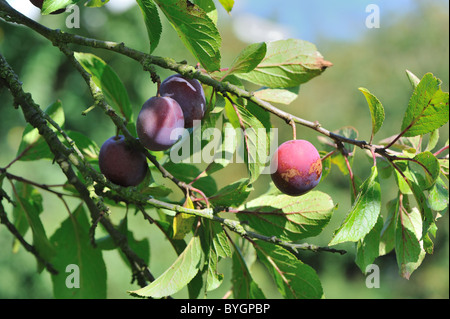 Plum-tree (Prunus domestica) branch with plums in summer - Louvain-La-Neuve - Belgium Stock Photo