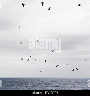 Seagulls flying over sea Stock Photo