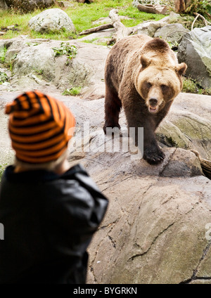 Boy looking at brown bear in zoo Stock Photo